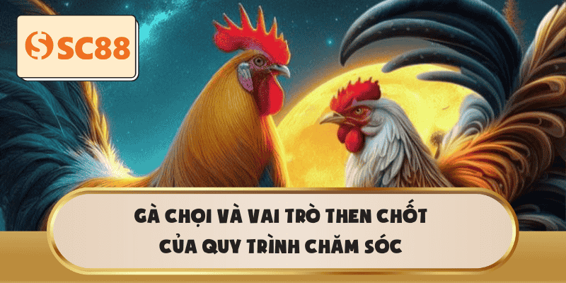 Gà chọi và vai trò then chốt của quy trình chăm sóc